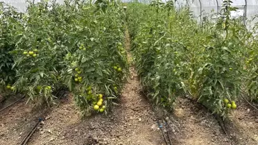 Çaycuma'da üretim güçlerini birleştirdiler