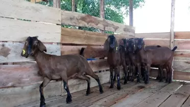 Uganda'ya Çin'den Büyük Kulaklı Keçi İthalatı