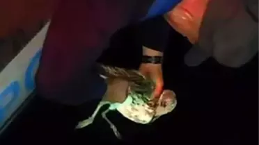 Martı Kurtarıldı