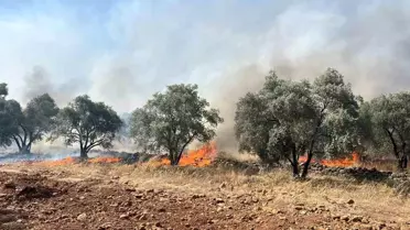 Muğla Köyceğiz'de Zeytinlik Alanda Yangın Çıktı