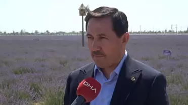 Konya'da Lavanta Bahçesi Ziyaretçi Akınına Uğruyor