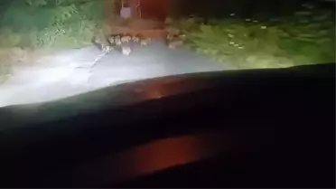 Ereğli'de Yavru Domuzlar Sokakta Görüntülendi