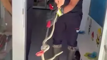 Burdur'da Ayakkabılıktan Çıkan Yılan Doğaya Bırakıldı
