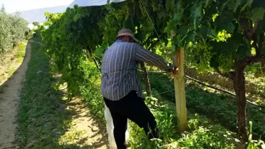 Sarıgöl'de Üzüm Bağlarına Komut Sistemiyle Örtü