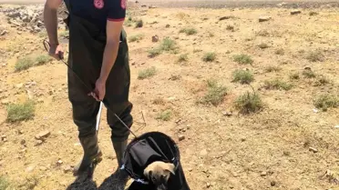 Batman'da Yavru Köpek Kurtarıldı