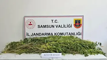 Havza'da 5 bin 608 Kök Kenevir Ele Geçirildi