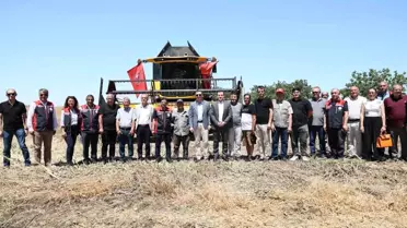 Silivri'de Buğday ve Kanola Hasadı Başladı