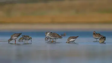 Kuraklık Kabaklı Göleti'ni Tehdit Ediyor