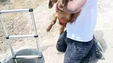 Kuyuya Düşen Hayvanlar Kurtarıldı