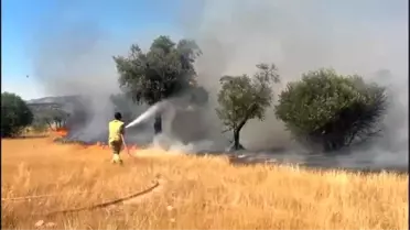 Muğla'da Zirai Alan Yangını Kontrol Altına Alındı