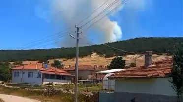 Seyitgazi'de Orman Yangını