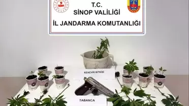 Sinop'ta Kenevir Operasyonu: 4 Gözaltı