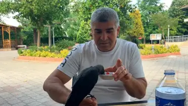 Yavru Karga 'Şimşek' Beslendi