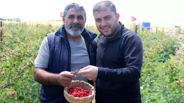 Kayseri'de Organik Ahududu Dönemi