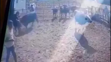 Boğa Saldırısı: Adam Ağır Yaralandı