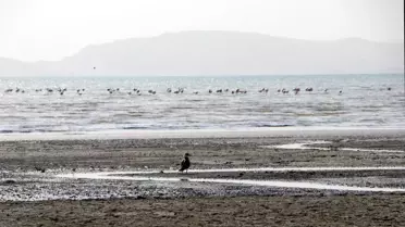 Van Gölü'nde Kuraklık Kuşları Tehdit Ediyor