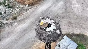Boyabat'ta Leylek Ailesi Drone ile Görüntülendi
