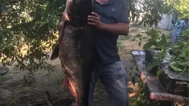İpsala'da Nadir Som Balığı Yakalandı