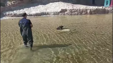 Yaralı Leylek Kurtarıldı