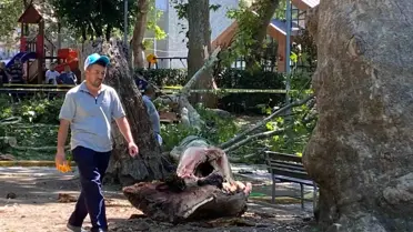 Gölcük'te Çınar Dalı Faciası: 1 Ölü