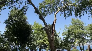 Gölcük'te Çınar Ağacının Dalı 3 Kişiyi Yaraladı