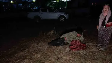 Antalya'da çiftçiye saldıran aslan uzun uğraşlar sonunda yakalandı