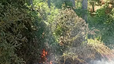 İznik'te Orman Yangını Kontrol Altında