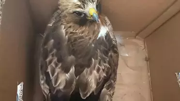 Yaralı Kızıl Şahin Tedaviye Alındı
