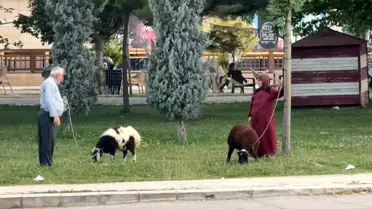 Elazığ'da Koyun Gezdiren Yaşlı Çift