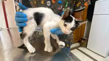 Düzce'de Yavru Kedi Araçtan Düşerek Yaralandı