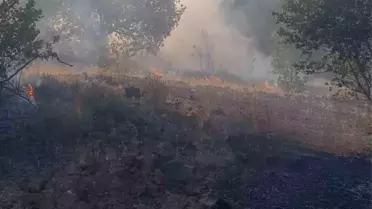 Zonguldak'ta Orman Yangını Paniği