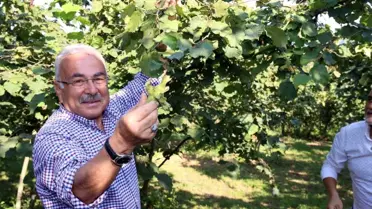 Ferrero'nun Türkiye'deki Fındık Faaliyetleri Yasaklandı