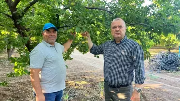 Parafin Mumla Kayısı Kurtuluşu