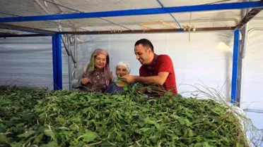 Muğla'da İpekböcekçiliği Yeniden Canlanıyor