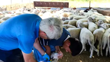 Çorlu'da Kuzulara Küpe ve Aşı Uygulaması
