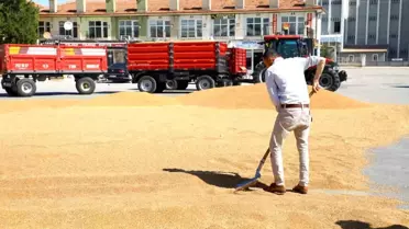 Çorum'da Hasat Sezonu Açılışı ve İlk Satışlar