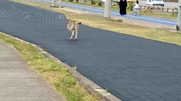 Üç Ayaklı Köpek Trabzon'da Hayata Tutundu