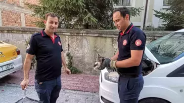 Samsun'da Araç Altında Sıkışan Yavru Kedi İtfaiye Ekiplerince Kurtarıldı