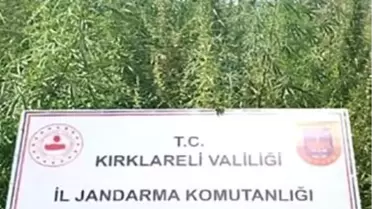 Kırklareli'nde 102 Bin Kök Kenevir Ele Geçirildi