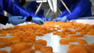Malatya Kuru Kayısı İhracatında Gerileme