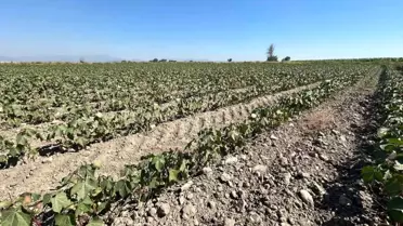 Söke Ovası'nda Su Sıkıntısı