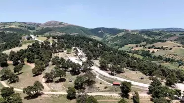 Kozdere Çamlığı Haşerelere Karşı İlaçlandı
