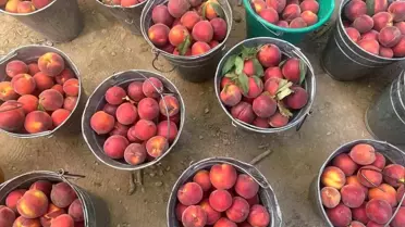 Bursa Şeftalisi Hasadı Başladı