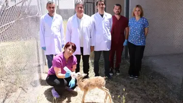 Kaplumbağa Akrilik ile Hayata Döndü