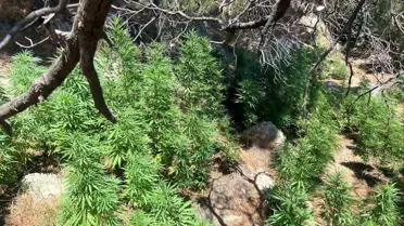 Aydın'da Kenevir Operasyonu: 3 Şüpheli Yakalandı