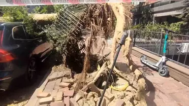 Şişli'de Kaldırımda Devrilen Ağaç Araçlara Zarar Verdi