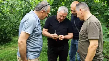2025 Fındık Rekoltesi İçin Çotanak Sayımı Başladı