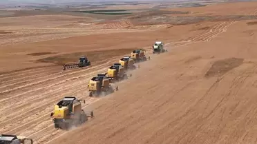 Polatlı'da Buğday Hasadı: %30 Artış Bekleniyor