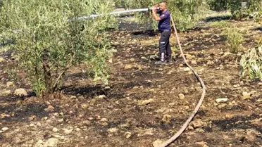 Aydın'da Zeytinlikteki Yangın Kısa Sürede Söndürüldü