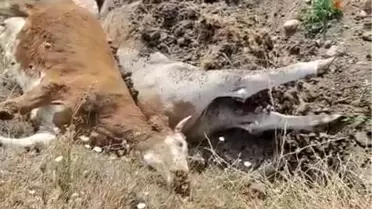 Eskipazar'da Şap Hastalığı 3 Hayvanı Telef Etti